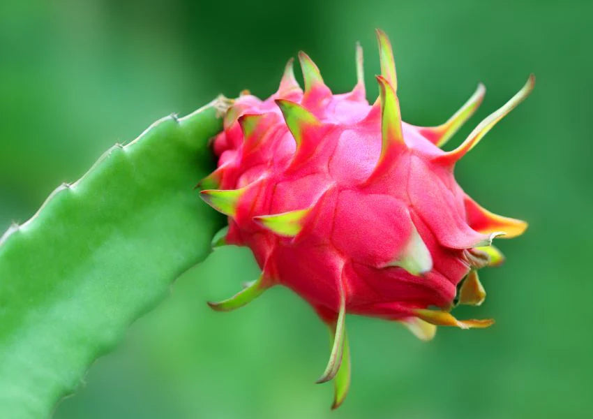 Dragon Fruit - MF