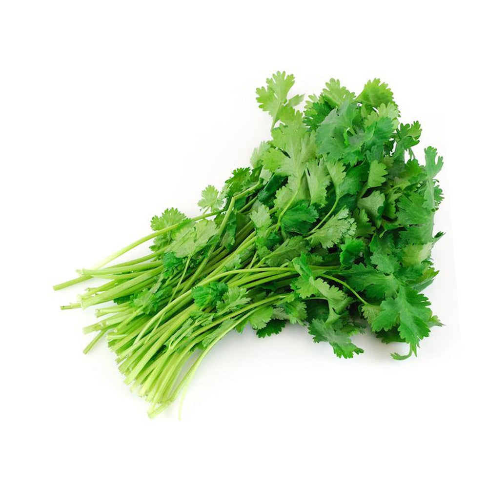 Coriander Hydroponic 100g