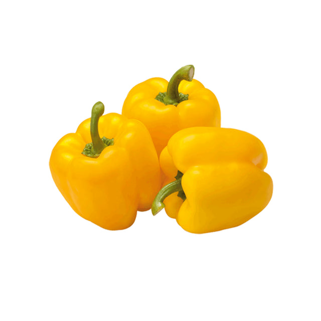 Yellow Capsicum Hydroponic 500G - Chennai Grocers