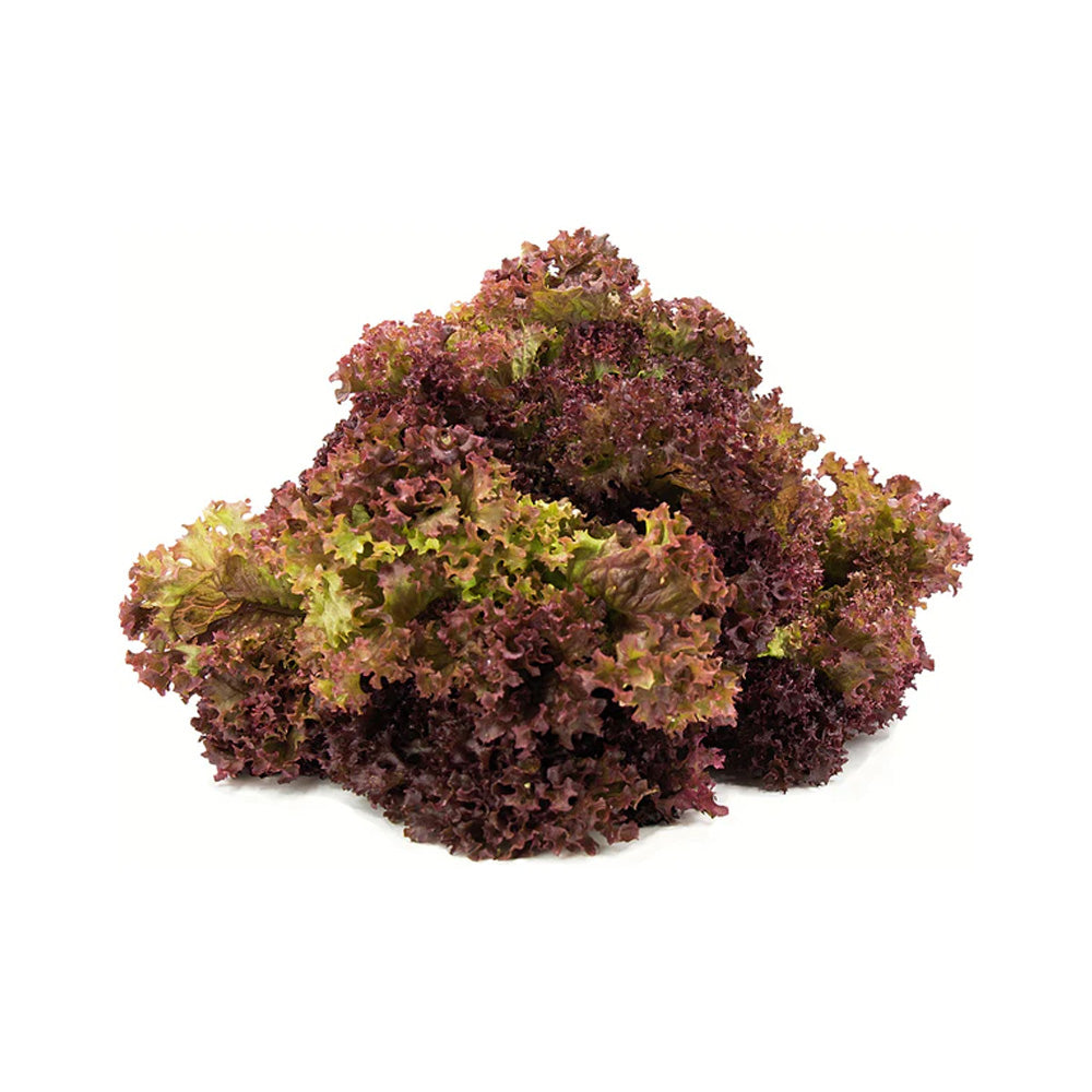 Red Coral Lettuce Hydroponic 150G