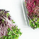 Salad Mix Microgreens Exotic 50G - Chennai Grocers
