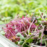 Salad Mix Microgreens Exotic 50G - Chennai Grocers